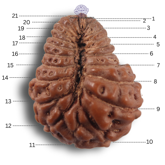 21 Mukhi Indonesian Rudraksha - Bead No. 171