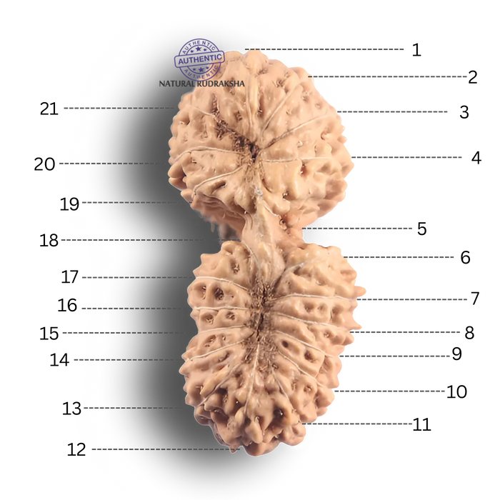 21 Mukhi Indonesian Gaurishankar Rudraksha - Bead No. 175