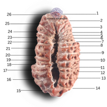 Load image into Gallery viewer, 26 Mukhi Rudraksha from Indonesia - Bead No. L
