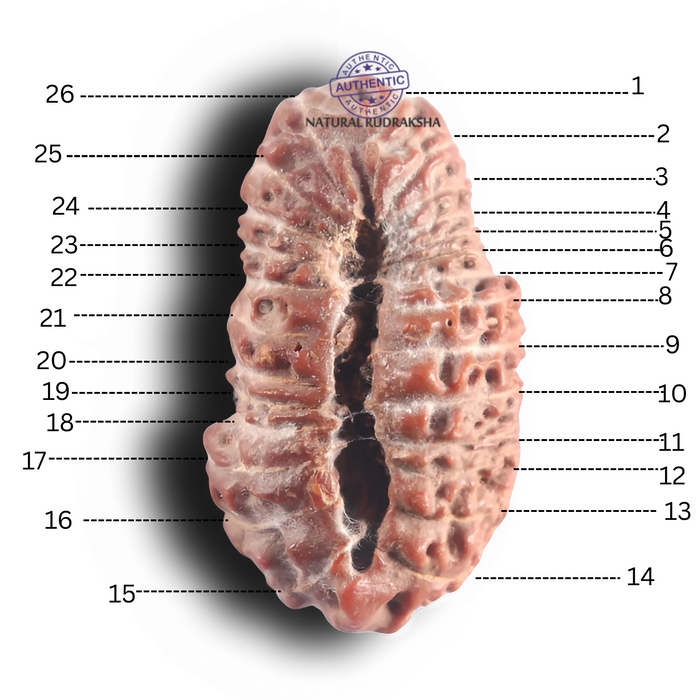 26 Mukhi Rudraksha from Indonesia - Bead No. L