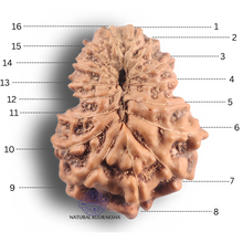 Load image into Gallery viewer, 16 Mukhi Rudraksha from Indonesia - Bead No. 347

