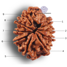 Load image into Gallery viewer, 9 Mukhi Nepalese Rudraksha - Bead No. 468
