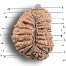 Load image into Gallery viewer, 21 Mukhi Indonesian Rudraksha - Bead No. 172
