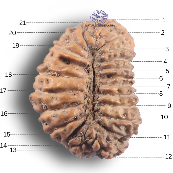 21 Mukhi Indonesian Rudraksha - Bead No. 172