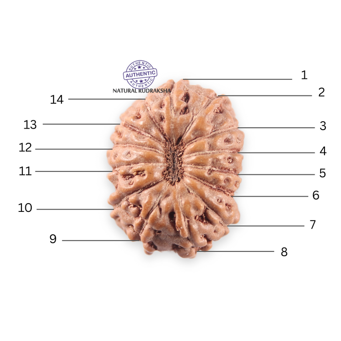 14 mukhi Indonesian Rudraksha -  Bead No. 398