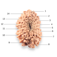 Load image into Gallery viewer, 14 mukhi Indonesian Rudraksha -  Bead No.403
