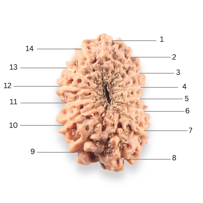 14 mukhi Indonesian Rudraksha -  Bead No.403