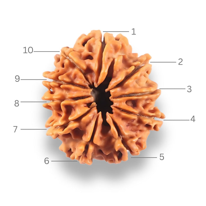 10 Mukhi Nepalese Rudraksha - Bead No. 444