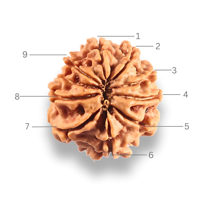 9 Mukhi Nepalese Rudraksha - Bead No. 446