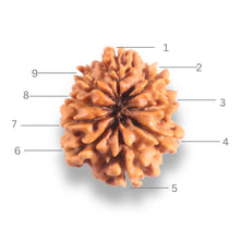 Load image into Gallery viewer, 9 Mukhi Nepalese Rudraksha - Bead No. 444
