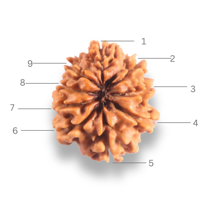 9 Mukhi Nepalese Rudraksha - Bead No. 444