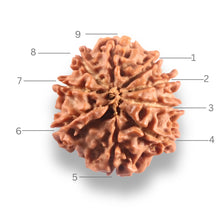 Load image into Gallery viewer, 9 Mukhi Nepalese Rudraksha - Bead No. 447
