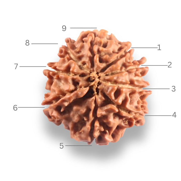 9 Mukhi Nepalese Rudraksha - Bead No. 447