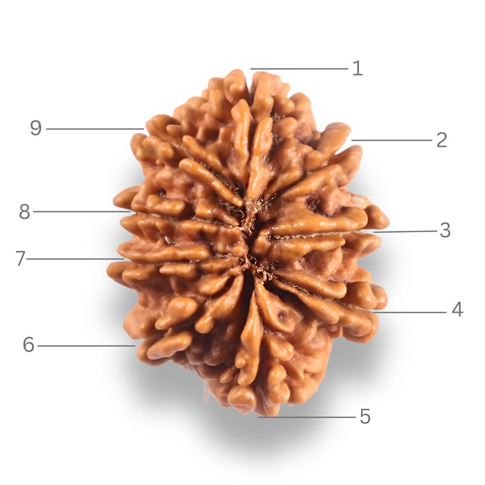 9 Mukhi Nepalese Rudraksha - Bead No. 443