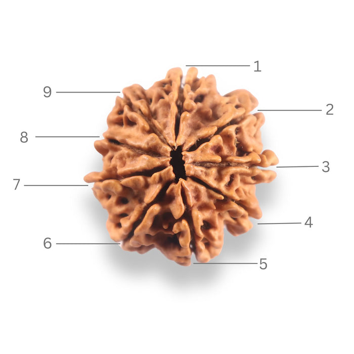 9 Mukhi Nepalese Rudraksha - Bead No. 438