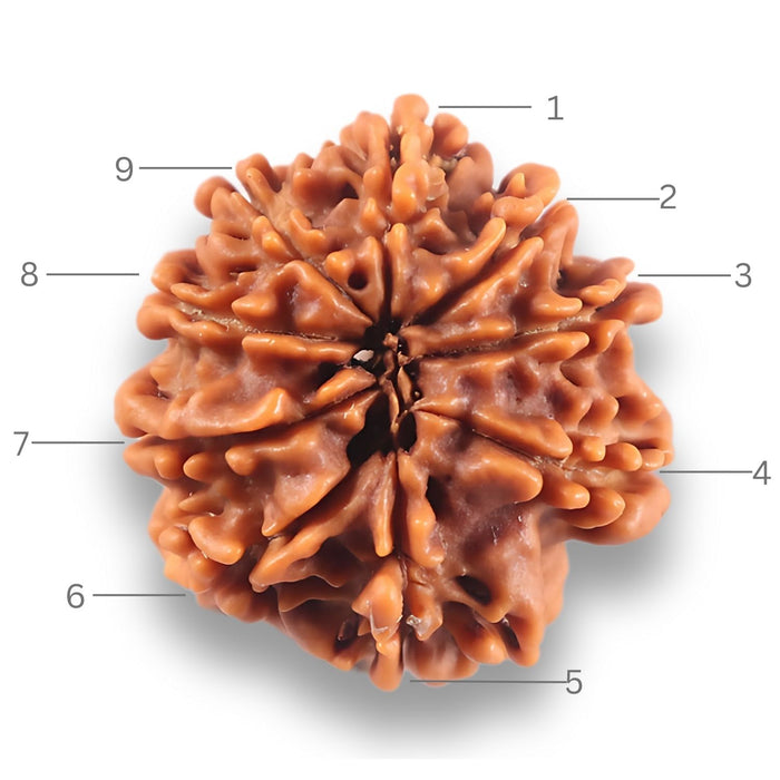 9 Mukhi Nepalese Rudraksha - Bead No. 437