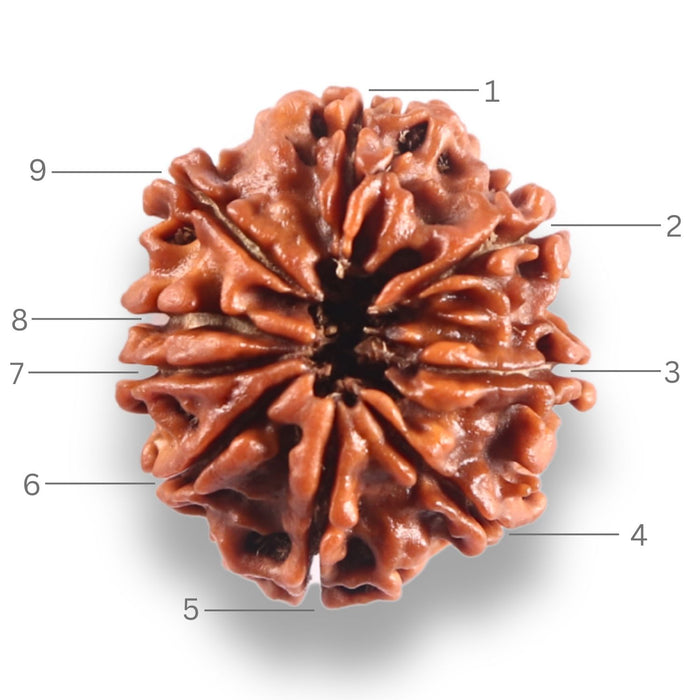 9 Mukhi Nepalese Rudraksha - Bead No. 449