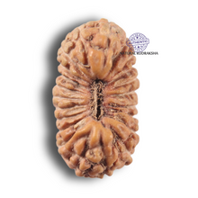 Load image into Gallery viewer, 22 Mukhi Rudraksha from Indonesia - Bead No 22AI
