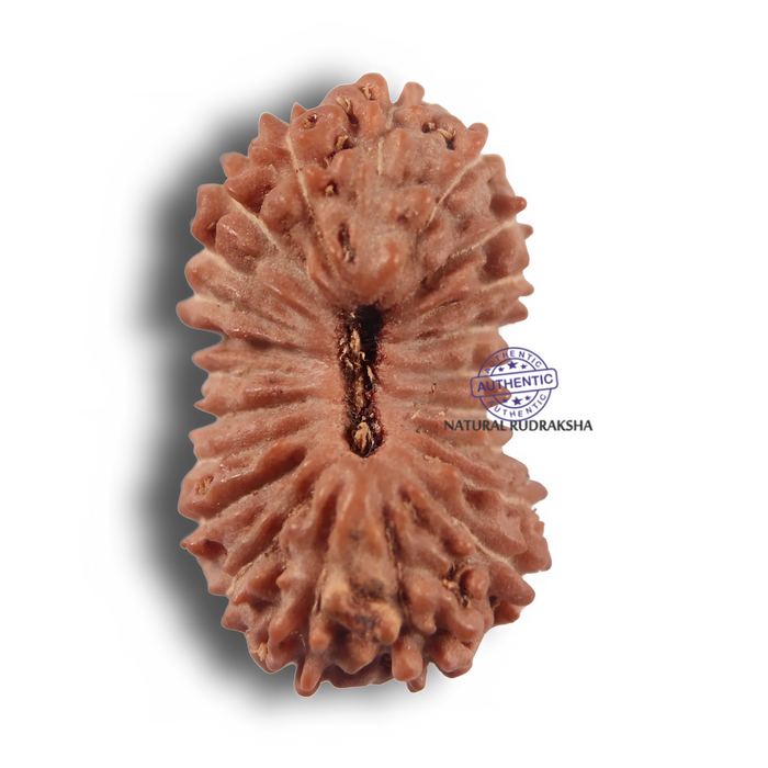 22 Mukhi Rudraksha from Indonesia - Bead No 22AH