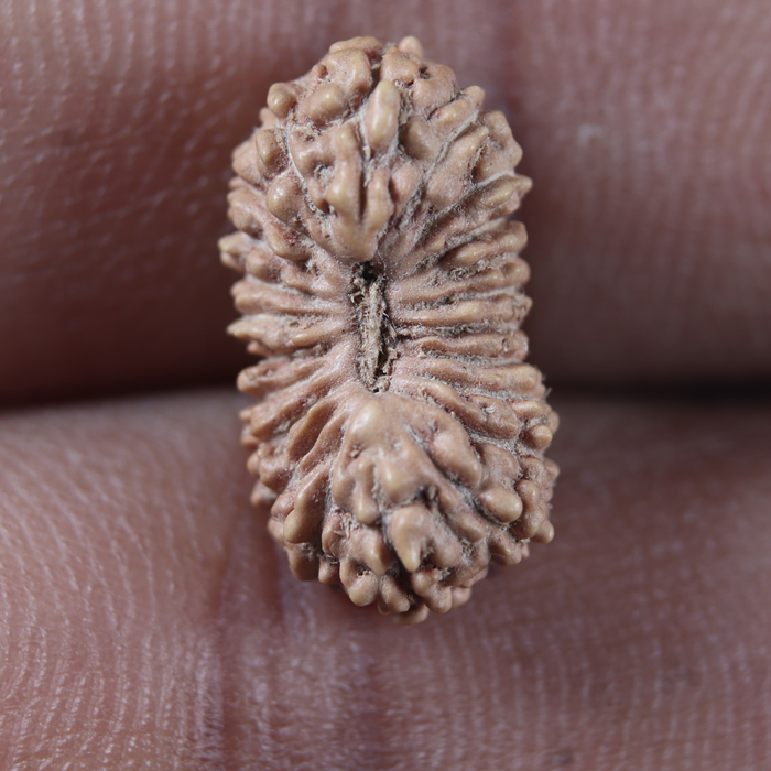 22 Mukhi Rudraksha from Indonesia - Bead No 22AG