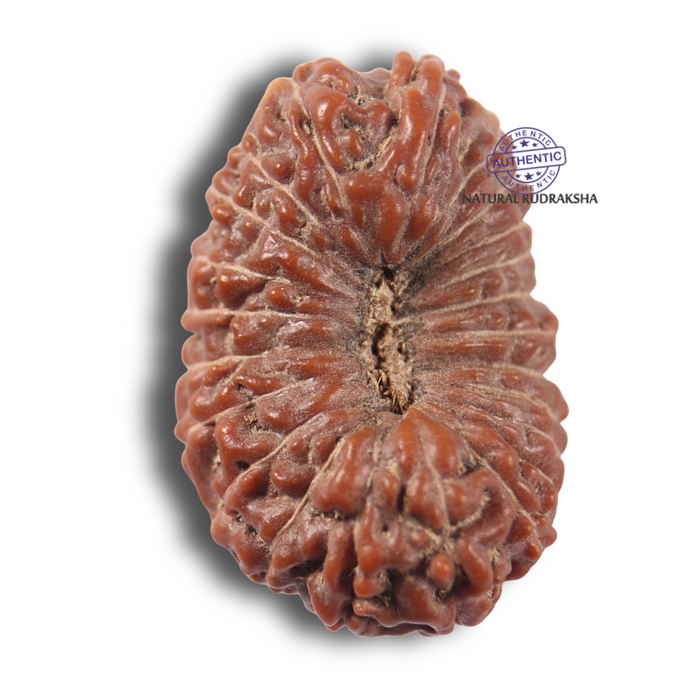 23 Mukhi Rudraksha from Indonesia Bead No.AK