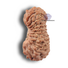 Load image into Gallery viewer, 22 Mukhi Rudraksha from Indonesia - Bead No 22AJ
