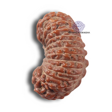 Load image into Gallery viewer, 23 Mukhi Rudraksha from Indonesia Bead No.AK
