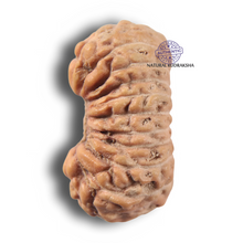 Load image into Gallery viewer, 22 Mukhi Rudraksha from Indonesia - Bead No 22AI
