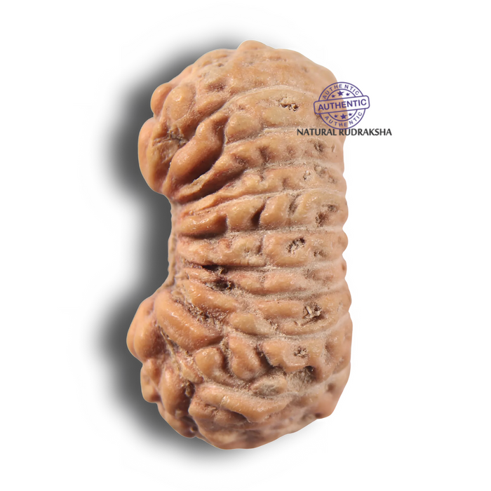 22 Mukhi Rudraksha from Indonesia - Bead No 22AI