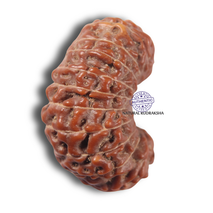 23 Mukhi Rudraksha from Indonesia Bead No.AK