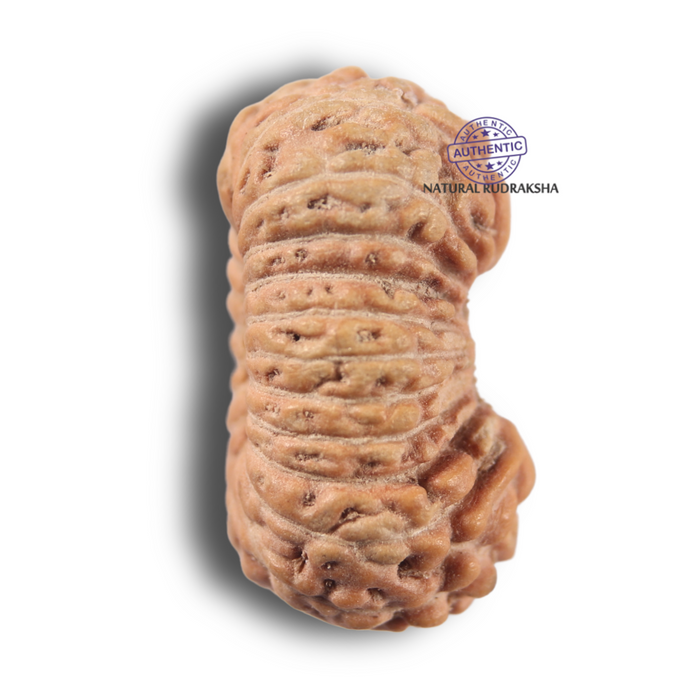 22 Mukhi Rudraksha from Indonesia - Bead No 22AI