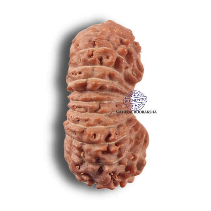 22 Mukhi Rudraksha from Indonesia - Bead No 22AH