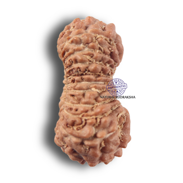 22 Mukhi Rudraksha from Indonesia - Bead No 22AJ