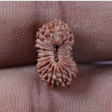Load image into Gallery viewer, 22 Mukhi Rudraksha from Indonesia - Bead No 22AH
