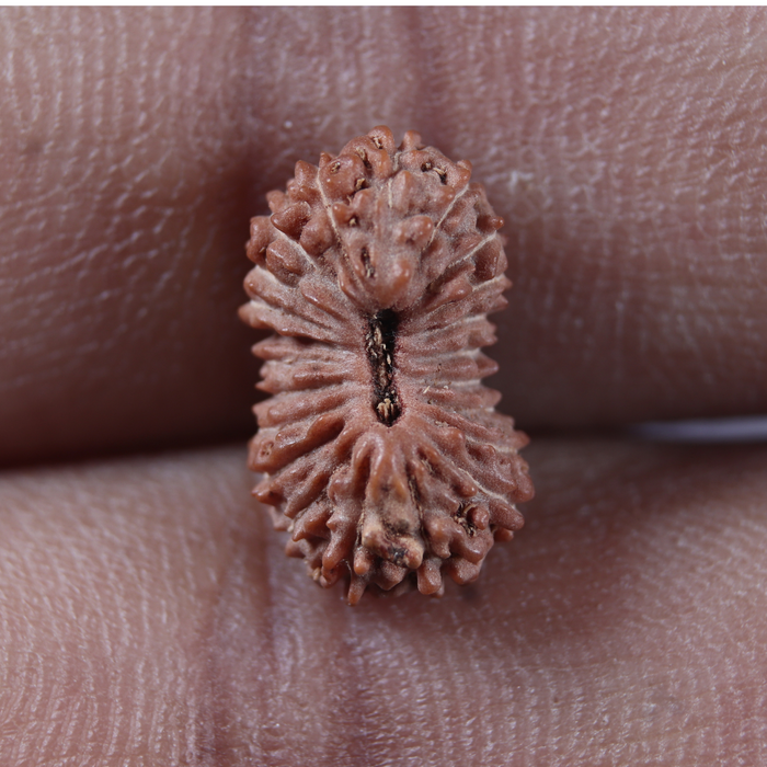 22 Mukhi Rudraksha from Indonesia - Bead No 22AH