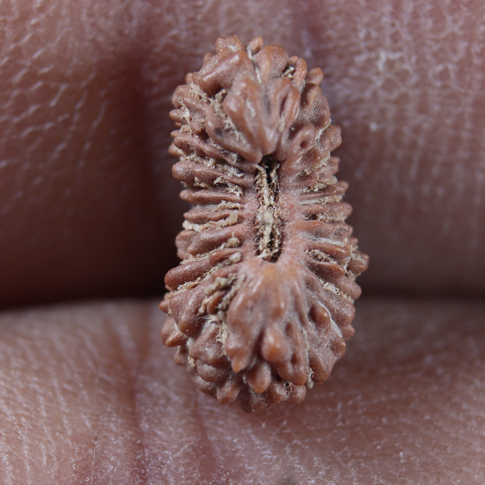 22 Mukhi Rudraksha from Indonesia - Bead No 22AJ