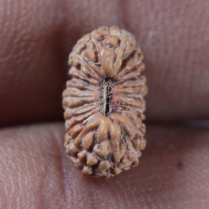 22 Mukhi Rudraksha from Indonesia - Bead No 22AI