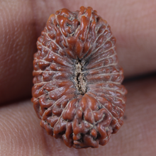 Load image into Gallery viewer, 23 Mukhi Rudraksha from Indonesia Bead No.AK
