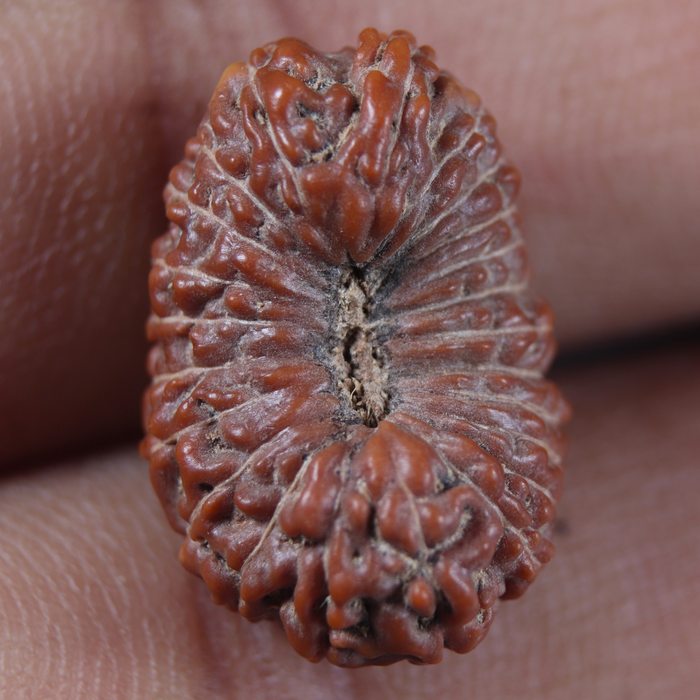 23 Mukhi Rudraksha from Indonesia Bead No.AK