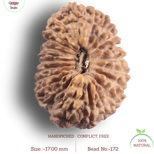 Load image into Gallery viewer, 21 Mukhi Indonesian Rudraksha - Bead No. 172
