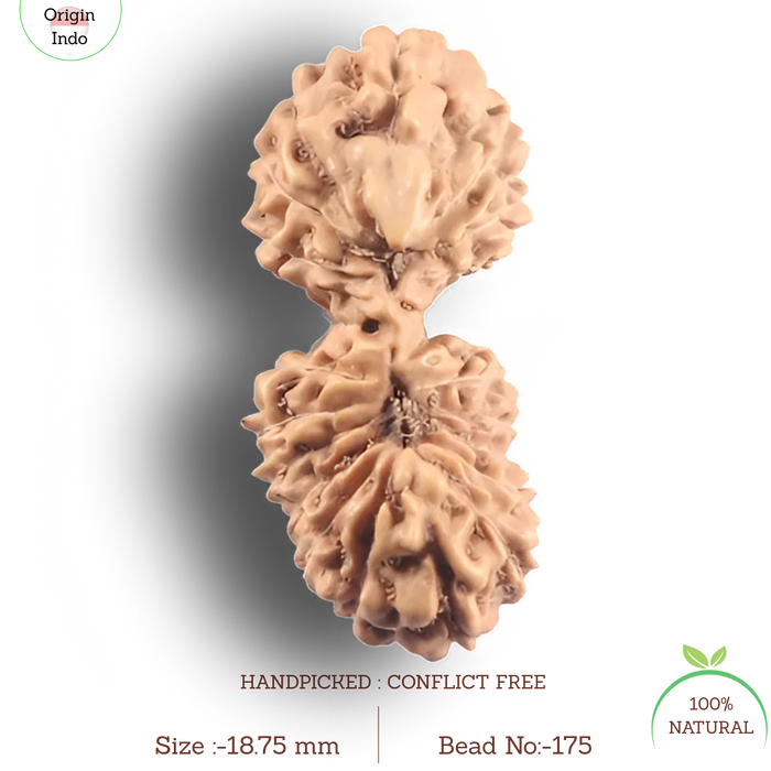 21 Mukhi Indonesian Gaurishankar Rudraksha - Bead No. 175