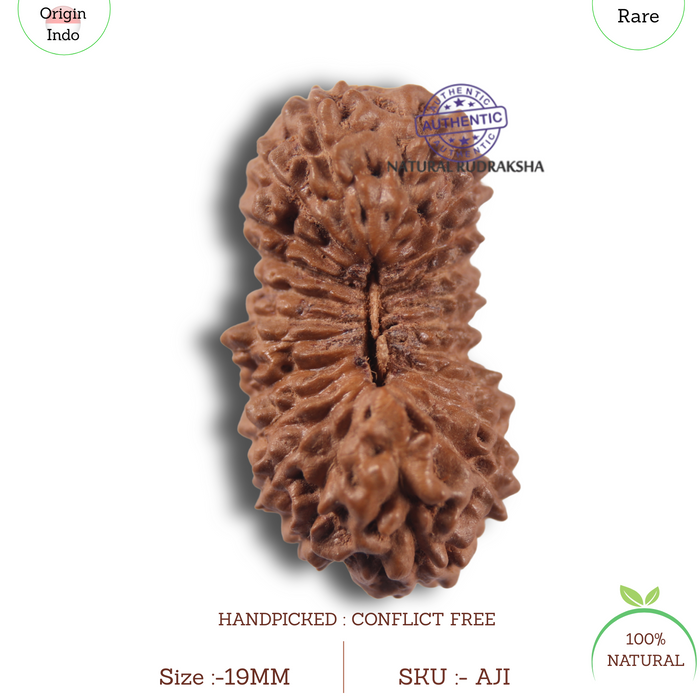 23 Mukhi Rudraksha from Indonesia Bead No.AJ