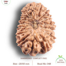 Load image into Gallery viewer, 16 Mukhi Rudraksha from Indonesia - Bead No. 348
