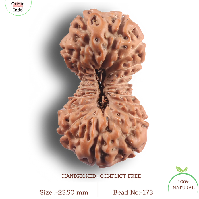 21 Mukhi Indonesian Rudraksha - Bead No. 173