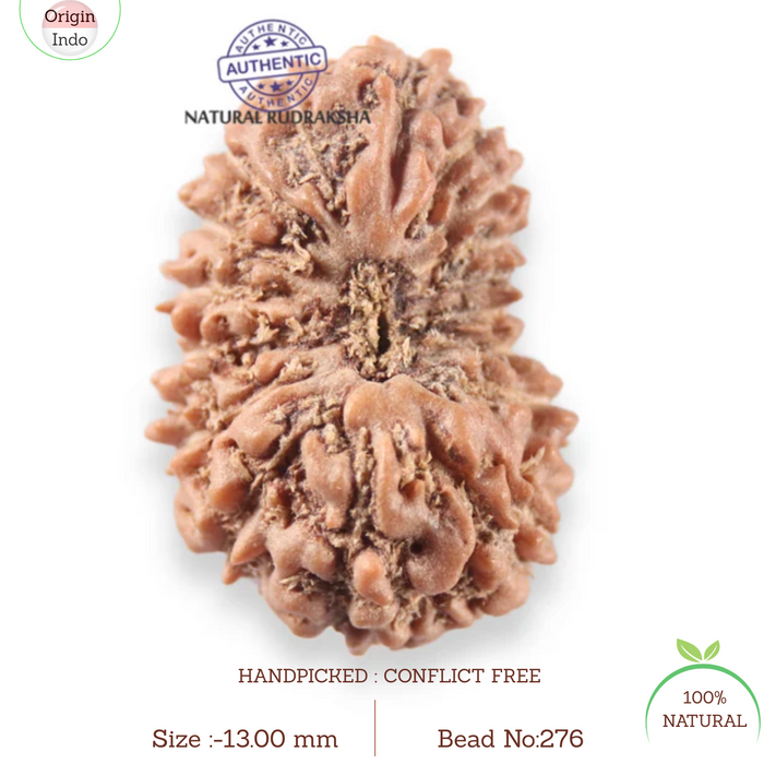 17 Mukhi Rudraksha from Indonesia - Bead No. 276