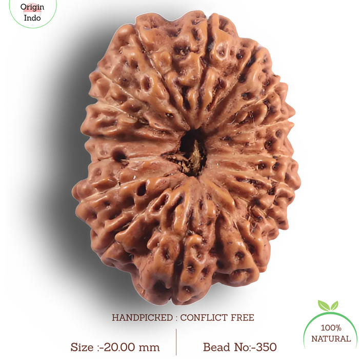 16 Mukhi Rudraksha from Indonesia - Bead No. 350