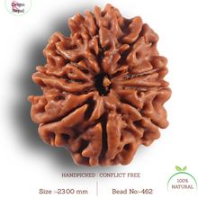 Load image into Gallery viewer, 9 Mukhi Nepalese Rudraksha - Bead No. 462
