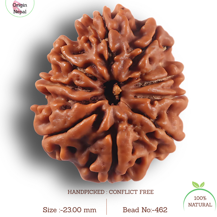 9 Mukhi Nepalese Rudraksha - Bead No. 462