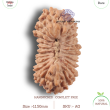 Load image into Gallery viewer, 23 Mukhi Rudraksha from Indonesia
