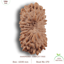 Load image into Gallery viewer, 21 Mukhi Indonesian Rudraksha - Bead No. 170
